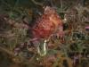 Baby octopus in the Scottish Lochs